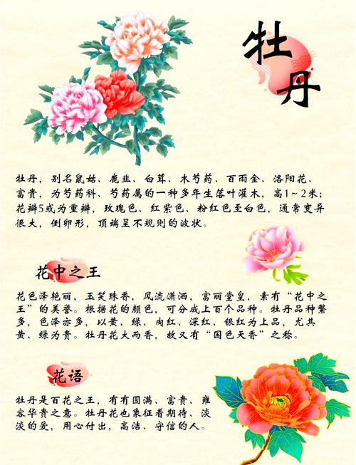 牡丹花的花语和寓意分别是什么？