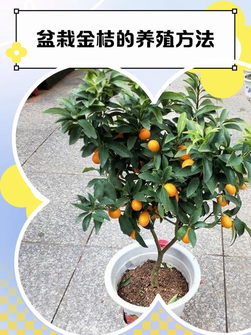 金桔在院子里哪个位置种植才能结果多且长势好？