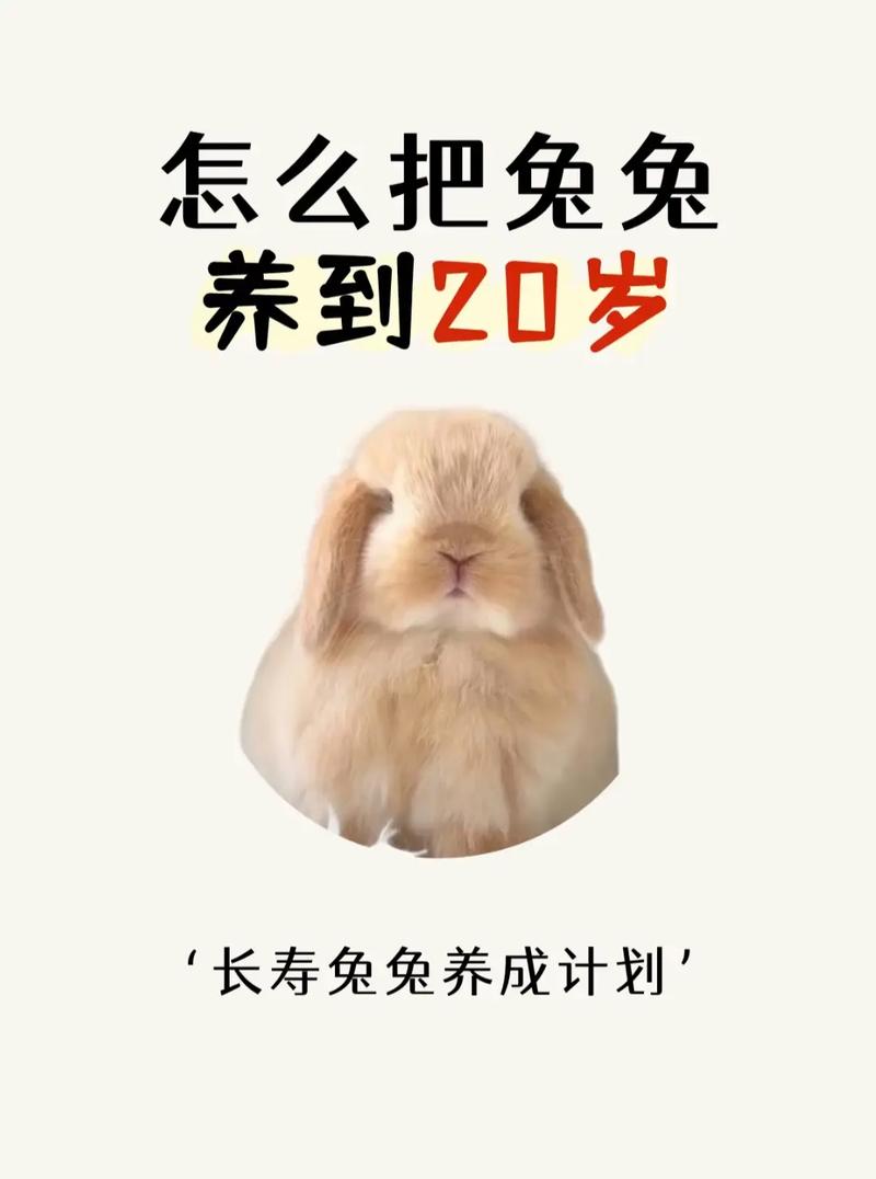 属龙女和属兔男谁的寿命更长，属兔人生于五月是否更健康长寿呢？