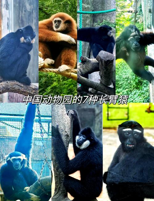 三头六臂的动物是什么它的尾巴有多长？