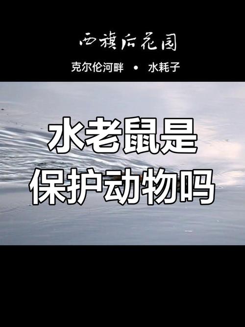 水鼠究竟出生于哪一年，命运又是如何呢？