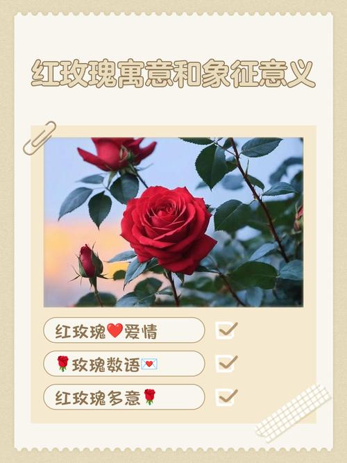 女人梦见玫瑰花预示着什么吉凶？