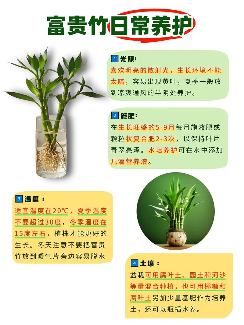 三支富贵竹一起养有什么特殊寓意？