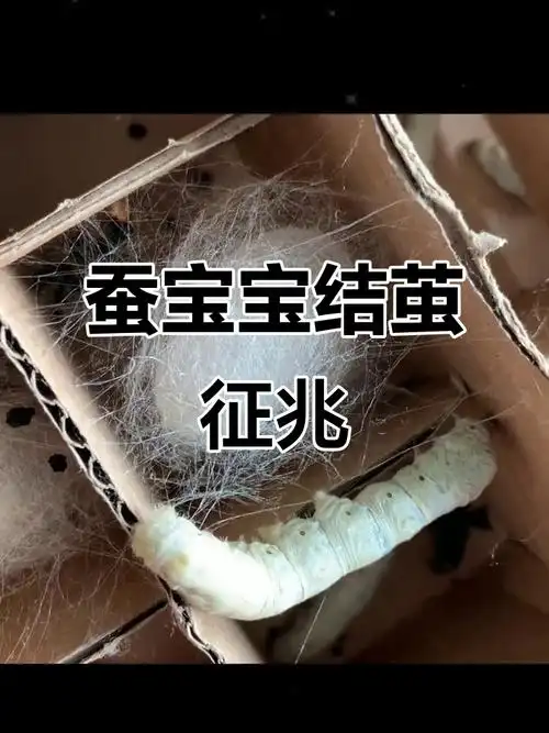 梦见蚕吐丝结茧预示着什么吉凶？周公解梦里这样的梦境有何特殊含义？