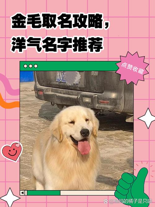 小金毛女狗叫洋气的名字，有没有什么的建议呢？
