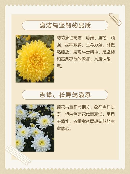 周公解梦梦见水煮菊花是什么寓意？