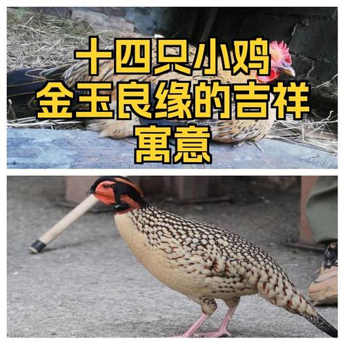 金玉良缘中的良缘指的是哪种生肖动物？