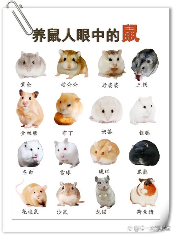 仓鼠起什么名字既可爱又洋气呢？