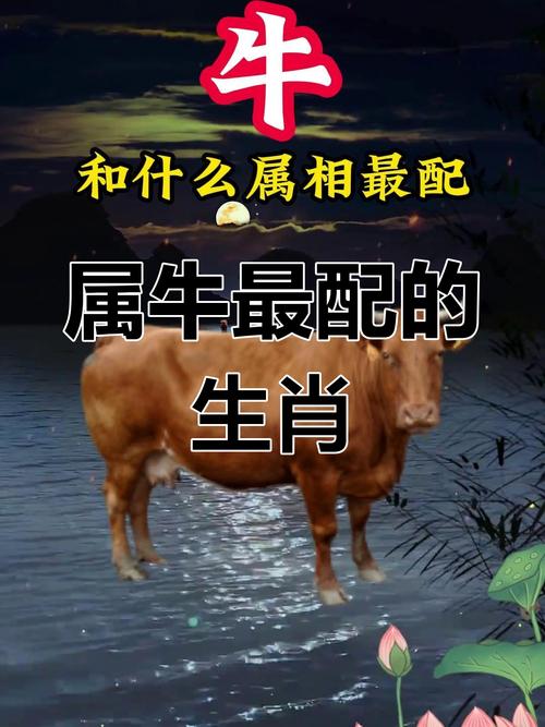 属牛与哪些属相相合财运，嫩带来好运的搭配有哪些？
