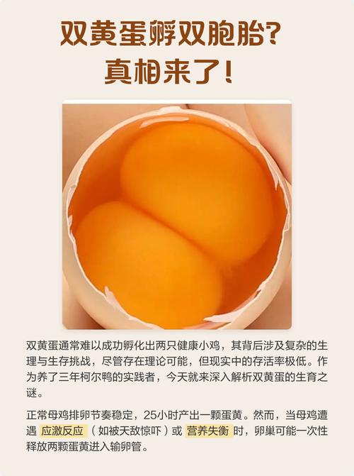 生双黄蛋预示着什么？是生双胞胎的征兆吗？