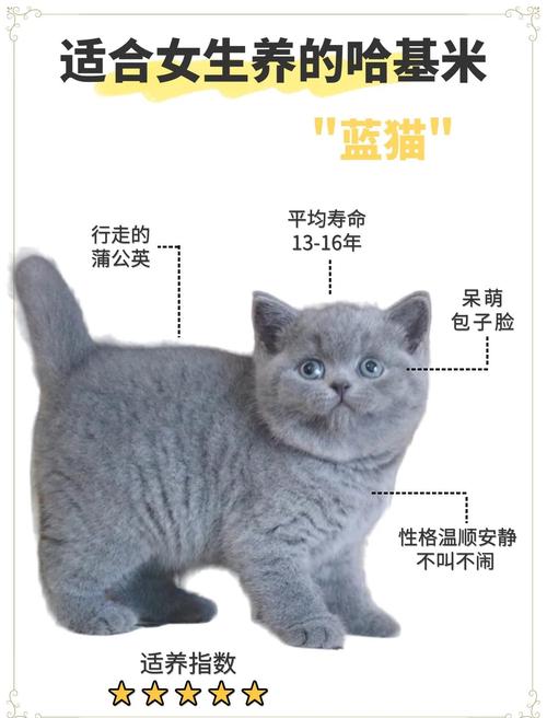 英短蓝猫起什么独特好听的名字呢？