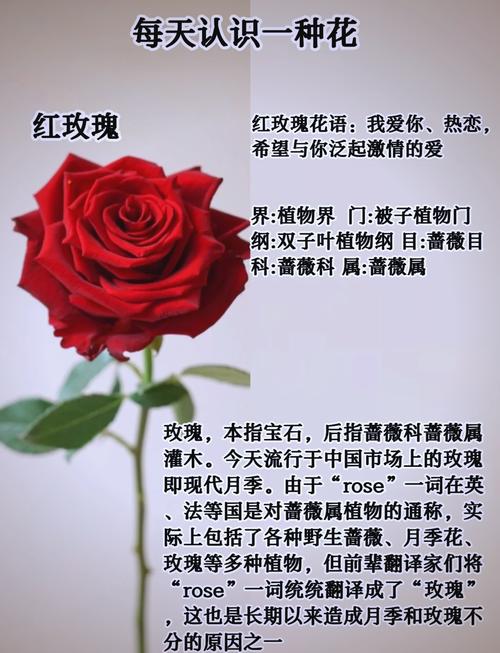 玫瑰花可依用来比喻人的哪些优秀品质？
