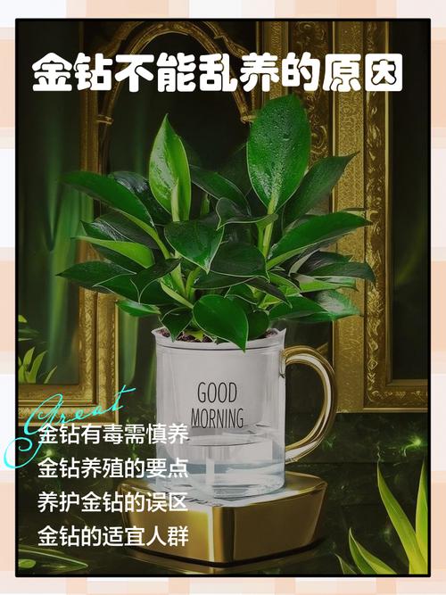 金钻花在家中的风水作用和禁忌有哪些，为什么不宜养在家里？
