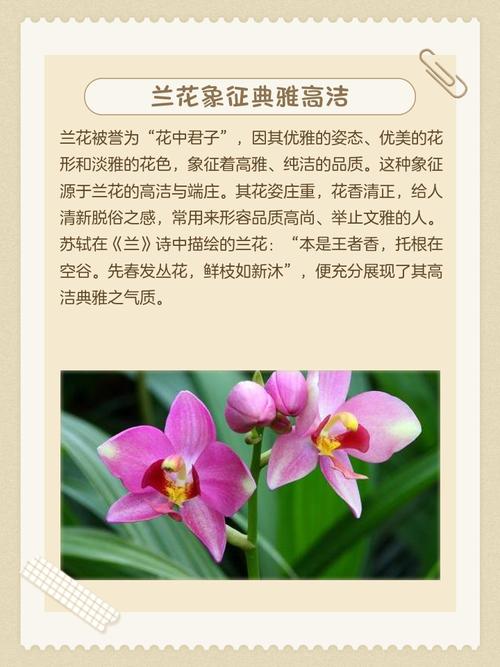 兰字寓意和象征有哪些？取名时兰字代表什么含义？