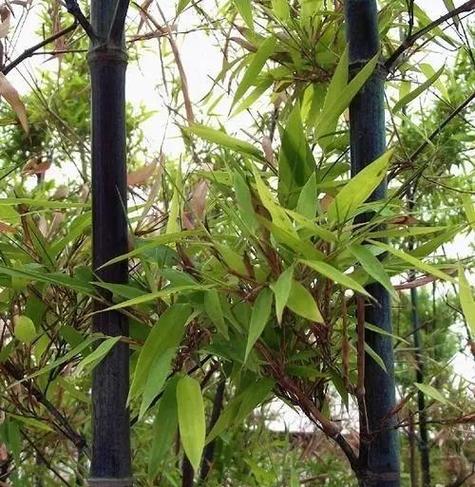 房后种植紫竹对风水有好处吗？