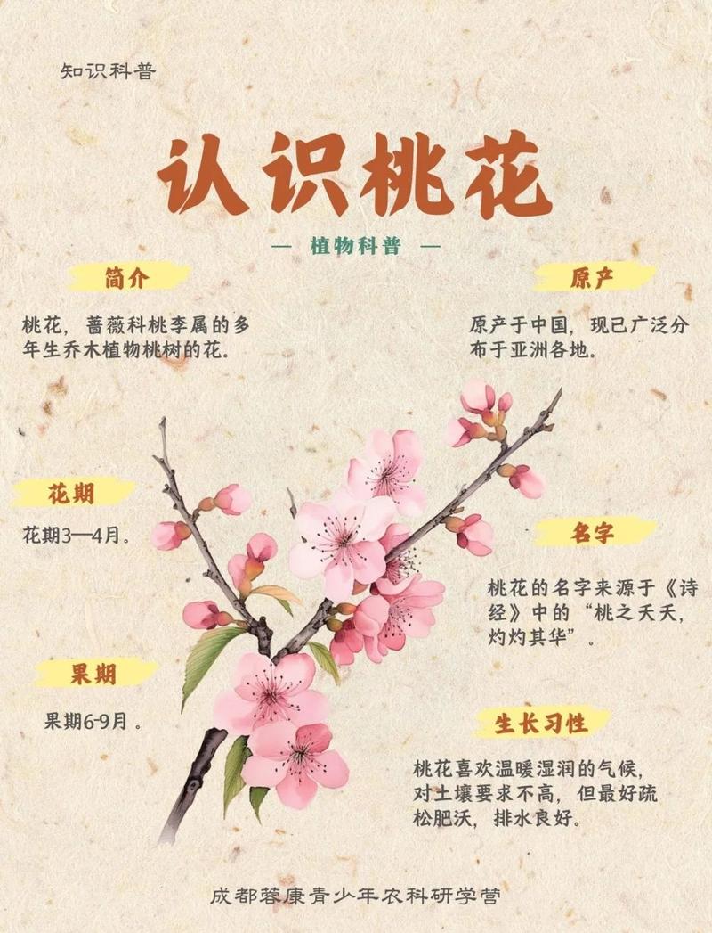 古代桃花的寓意和象征具体有哪些？
