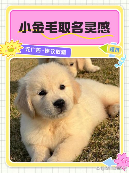 金毛狗狗取个呆萌可爱又好听的名字，有没有什么好建议呢？