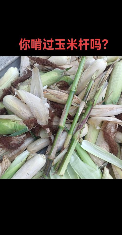 梦见偷掰别人地里的玉米棒子有什么特殊预兆？