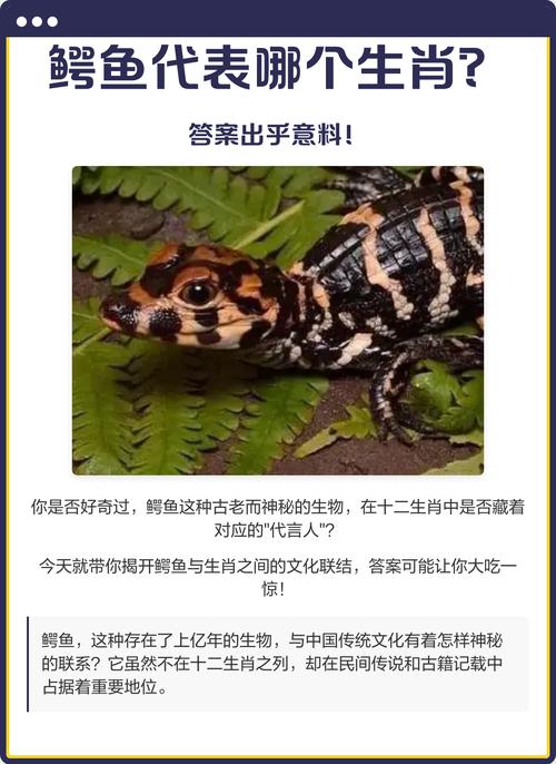 鳄鱼是哪个生肖？它代表的数字是什么有何寓意？