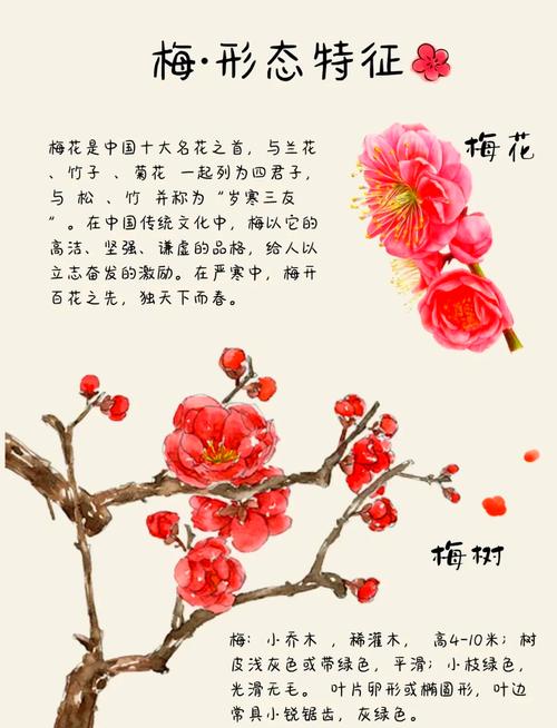 梅花有什么深层寓意和象征意义，它代表了怎样的精神内涵？