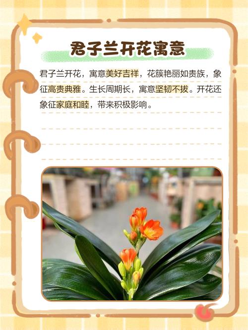 君子兰的风水寓意有哪些，对家居环境有什么样的影响？