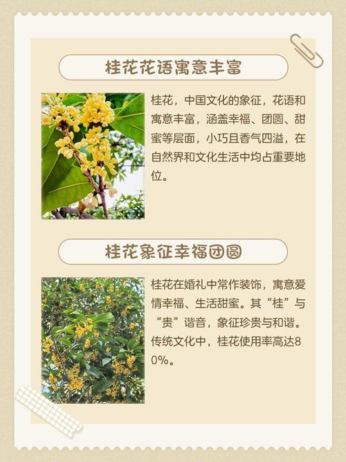 桂花象征的寓意具体代表着哪些深层意义？