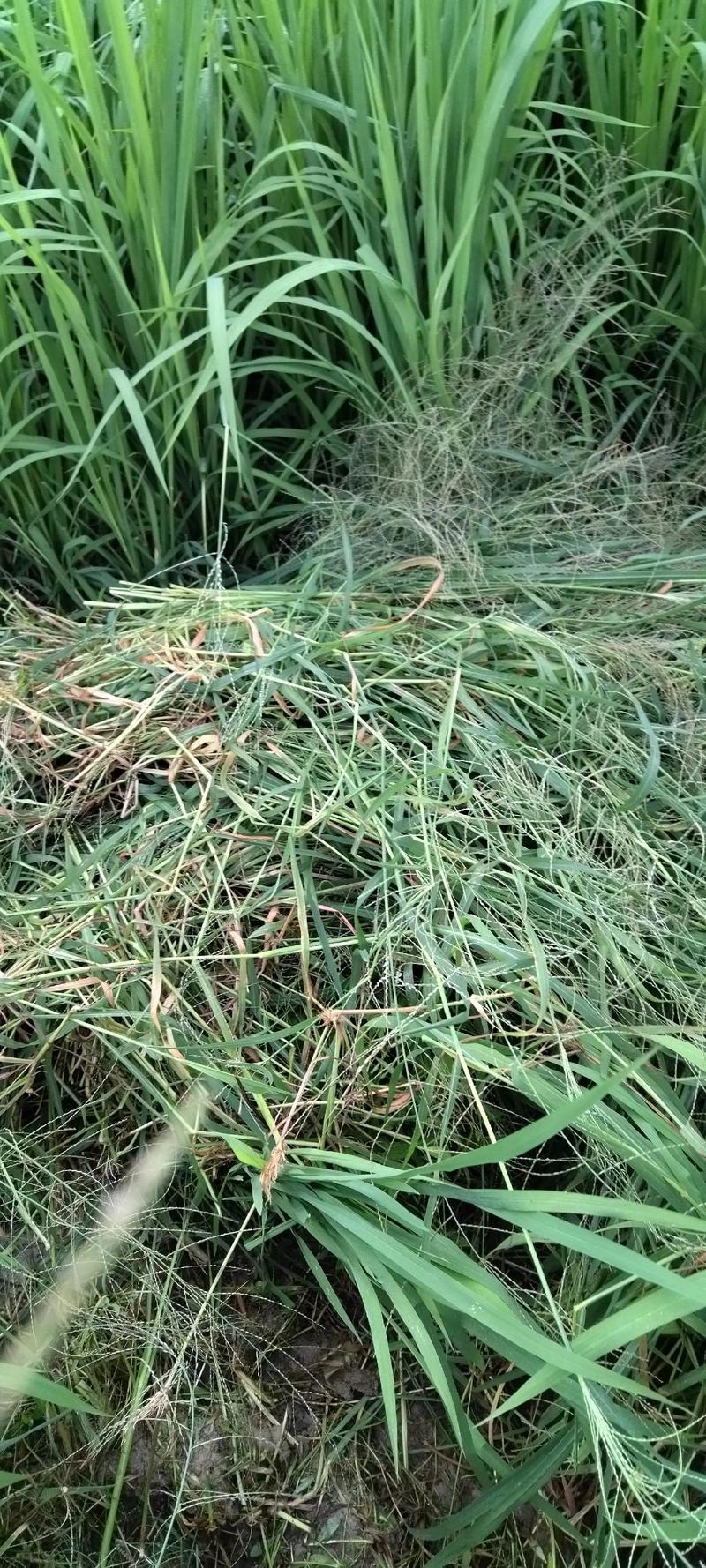 梦见割草预示着什么是好是坏呢？