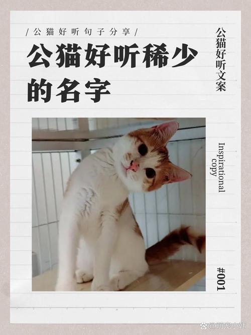 给猫咪取一个日文名字，有哪些听起来既好听又优雅的名字推荐呢？