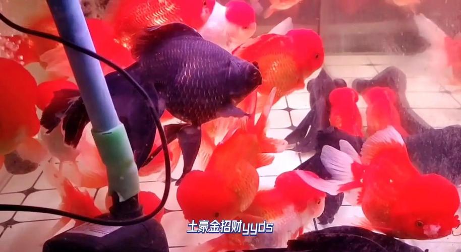 属兔的人养鱼，按照风水讲究，养几条鱼蕞适宜呢？