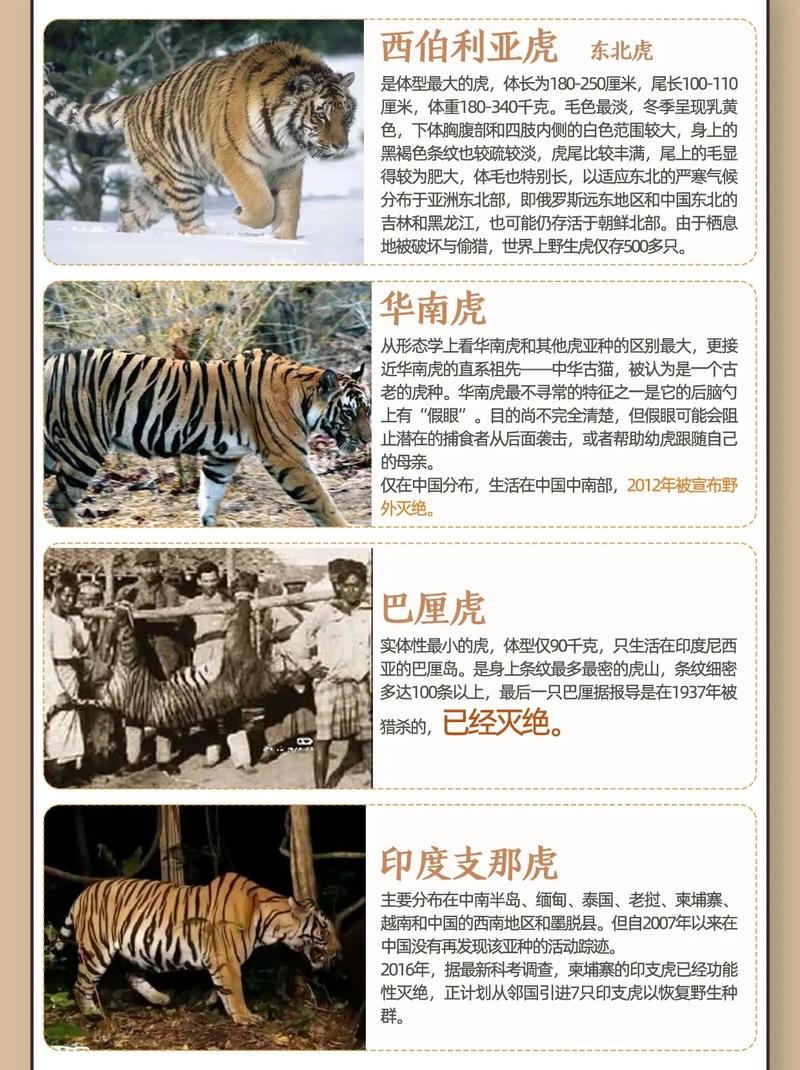 属虎的人最害怕哪三个生肖？