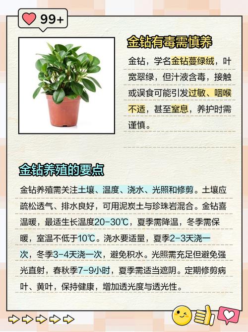 金钻花在家中的风水作用和禁忌有哪些，为什么不宜养在家里？