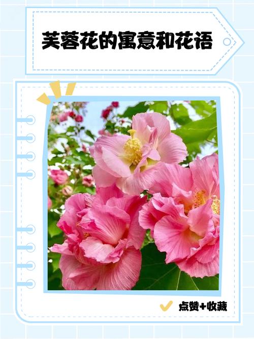 芙蓉花有什么寓意和禁忌，有什么忒别的象征意义吗？
