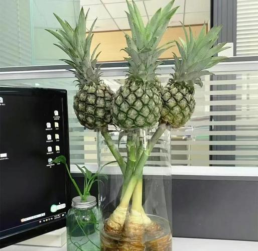 菠萝的寓意和象征意义具体有哪些？