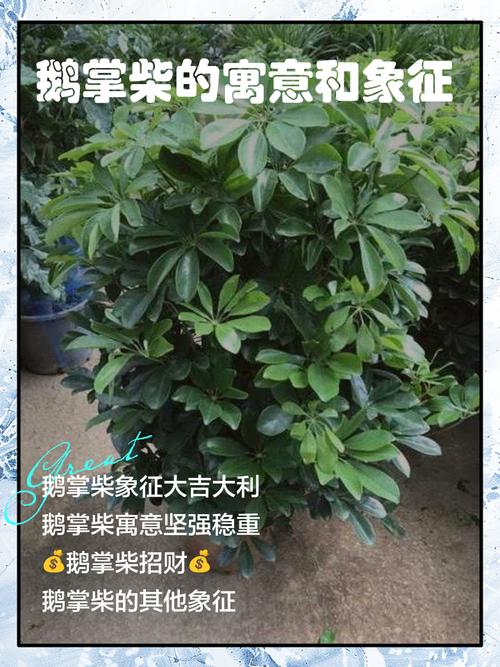 鹅掌柴的寓意和象征分别是什么？它有哪些深层的文化含义和象征意义？