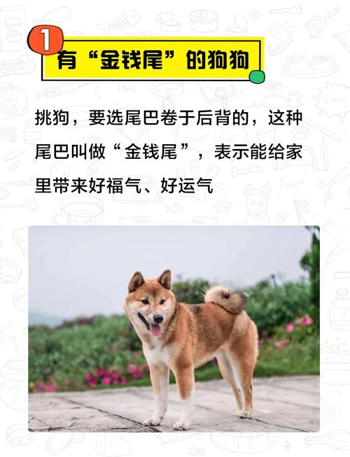 属狗日吉祥动物究竟是什么呢？这个吉祥物代表了什么美好寓意？