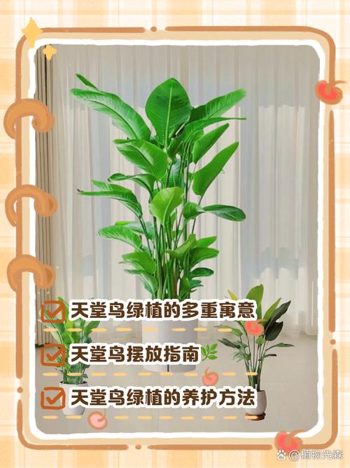 天堂鸟的寓意和风水对客厅摆放有何影响？