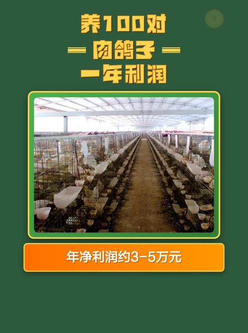 一年在家兼职养10对鸽子能赚多少钱？