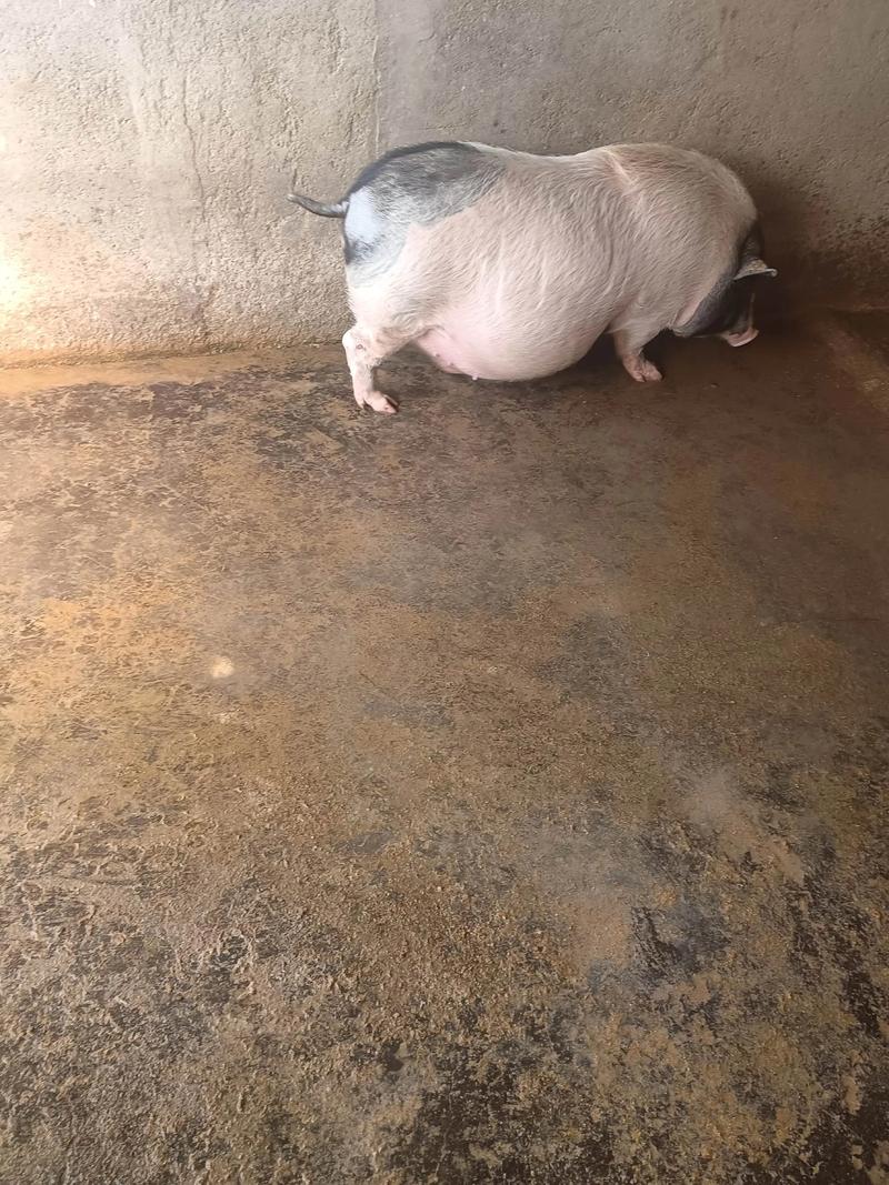 孕妇梦见成群结队的猪预示着什么？