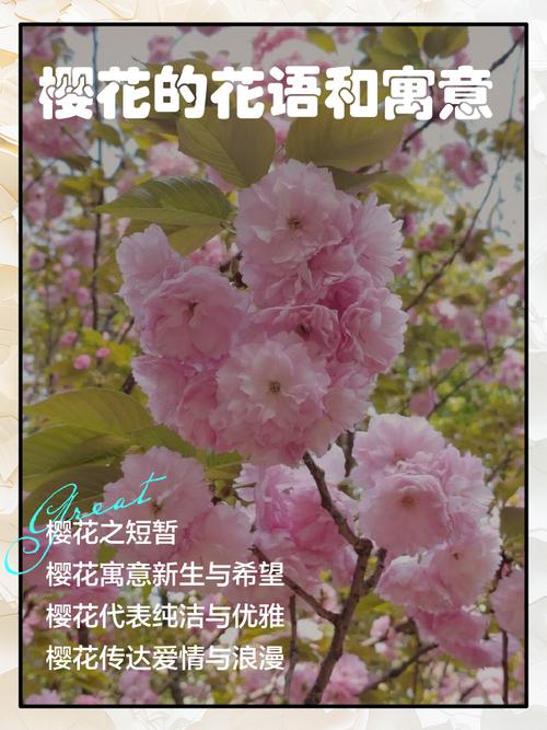 梦见大量樱花有什么特殊含义或象征？
