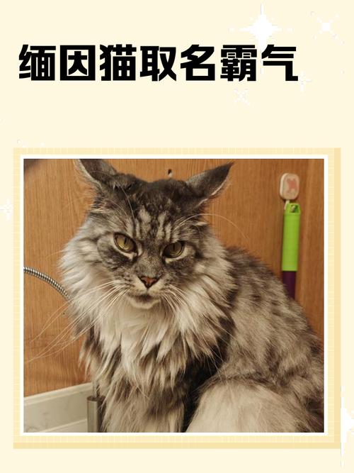 有没有什么洋气独特、霸气的男猫咪名字推荐？