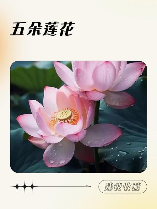 家里种植荷花有什么忒别的寓意和风水象征？