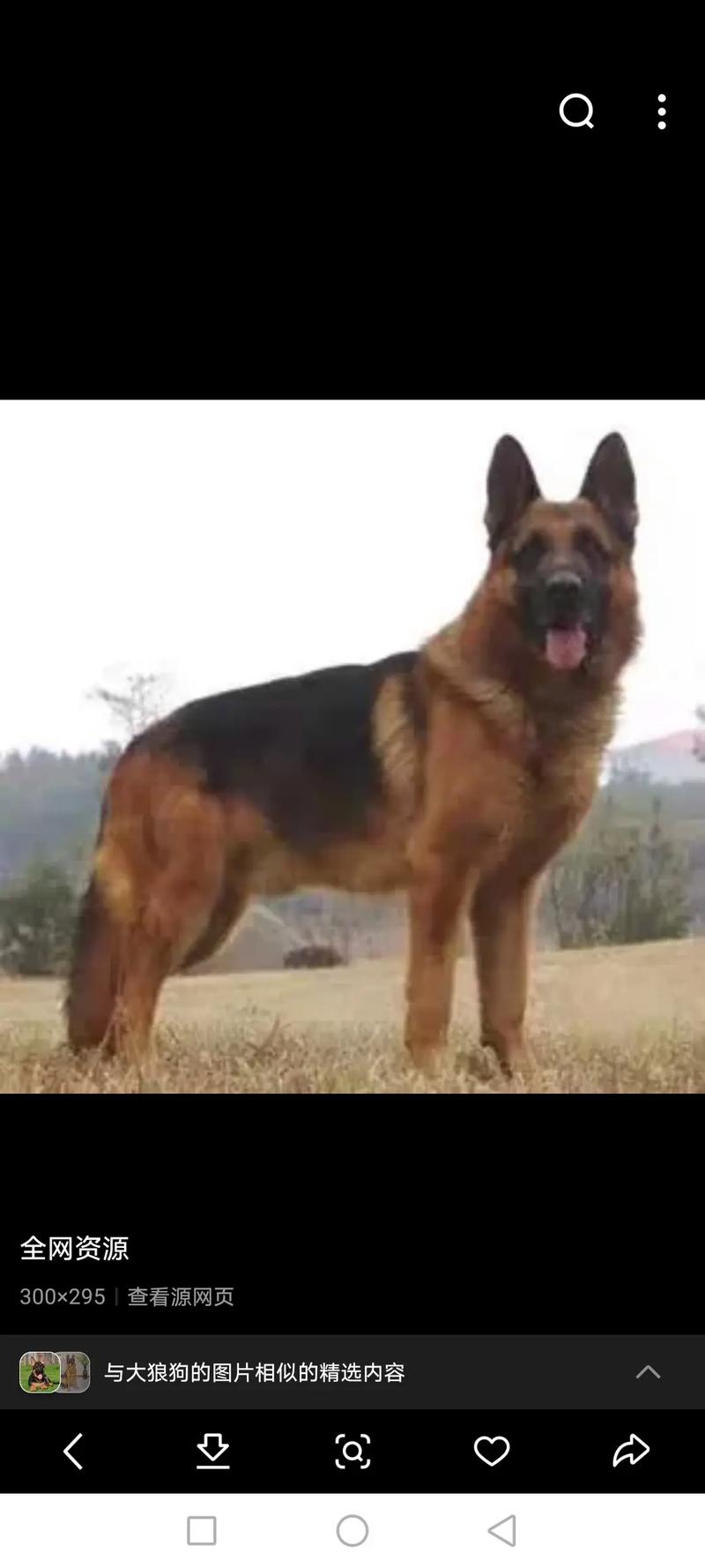 梦见自己追打大狼狗，这究竟预示着什么不祥的征兆呢？