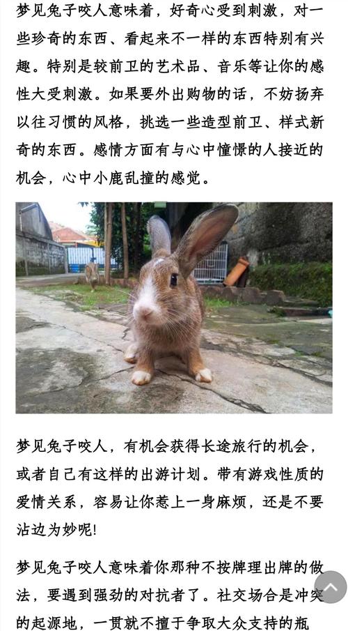 女人梦到抓兔子被兔子咬手，这预示着什么不祥的征兆？