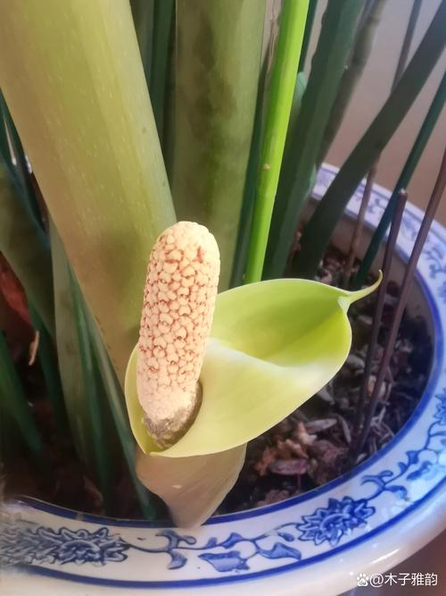 农历九月运势低迷，有什么植物能提升我的事业运？