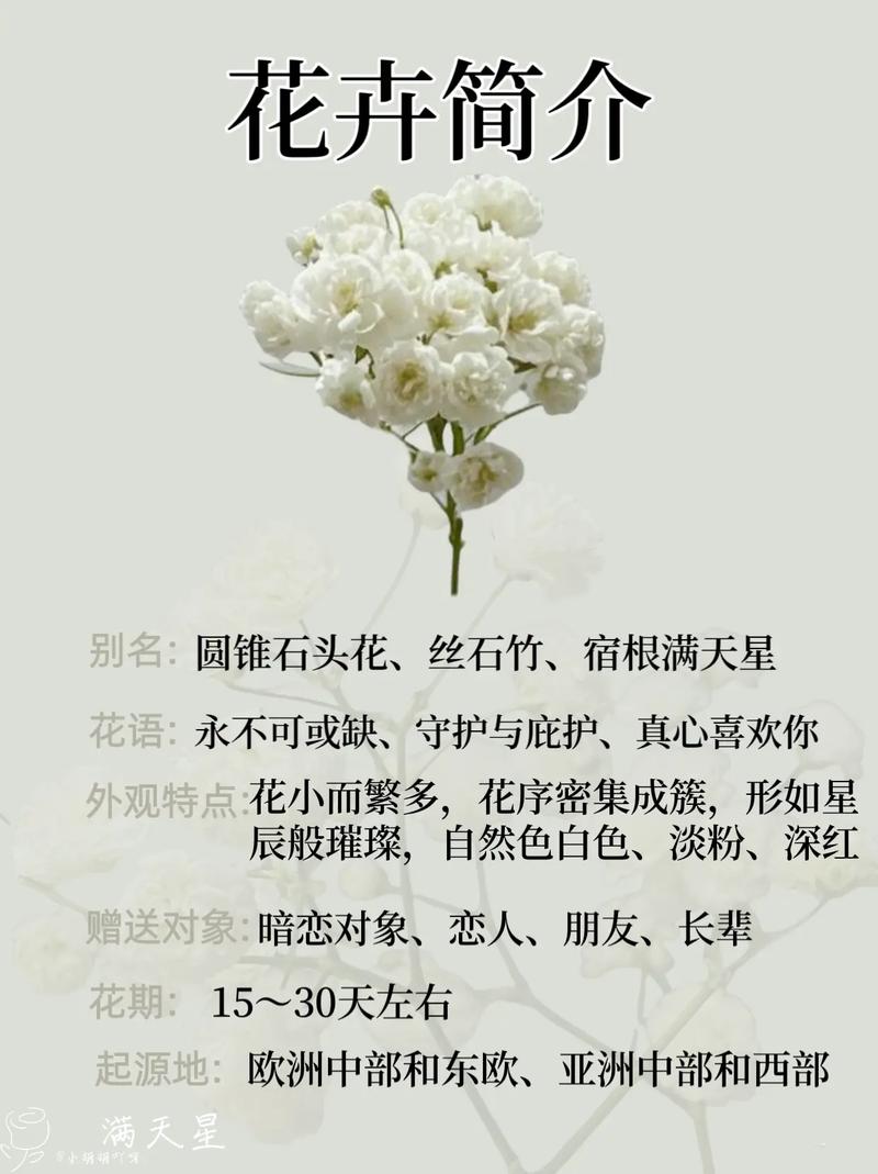 白色满天星花语是什么？为什么有人认为它不适合送人？