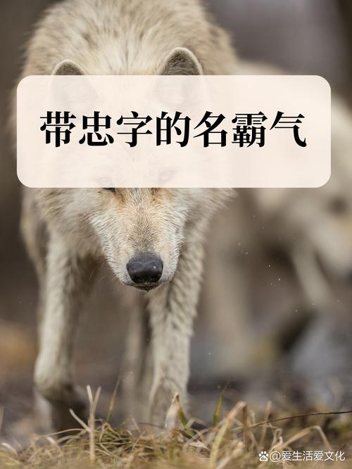 有哪些带忠字的女孩名字大全？