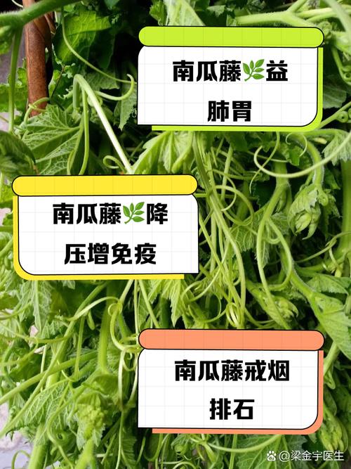 梦见扯断南瓜藤预示着什么？是吉是凶？有什么特殊含义？