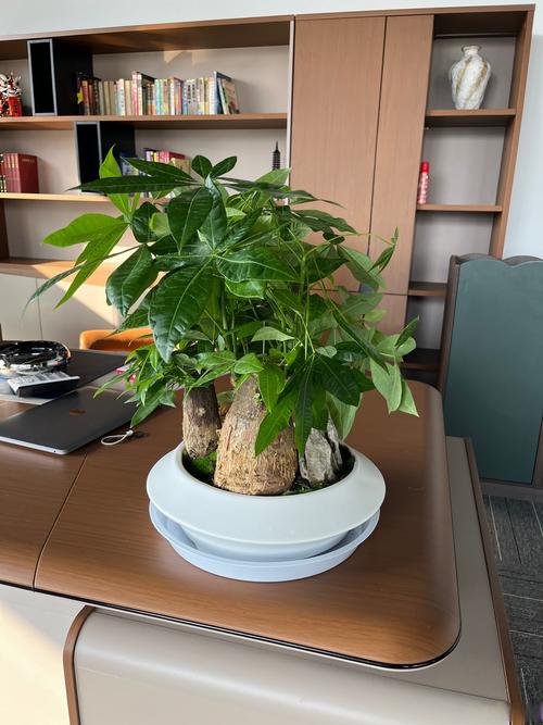 办公桌上适合摆放哪些盆栽绿植来美化环境？