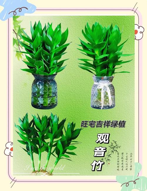 家里种植竹子对风水有益，其寓意是否吉利？
