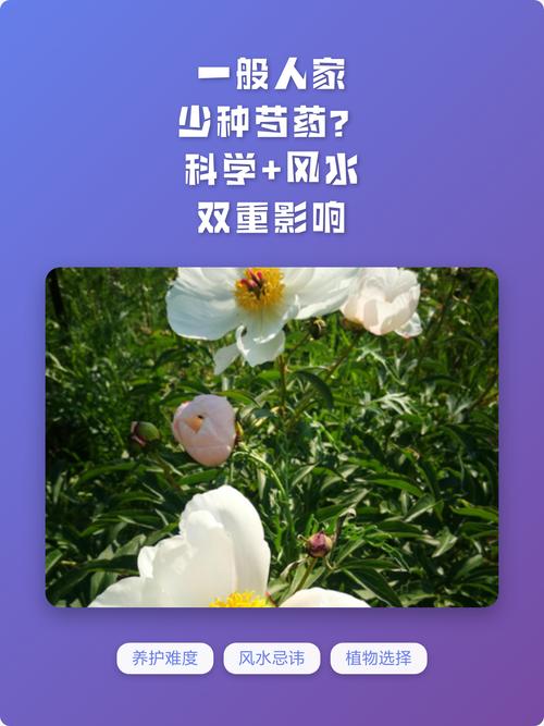 家里种芍药对风水有影响吗？为什么有些人不建议种植？